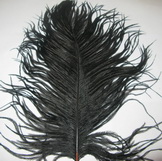ostridge mini plumes black Wapsi